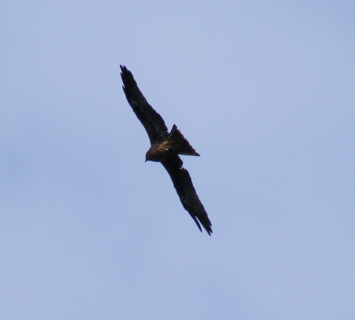 Black Kite - ML609599649