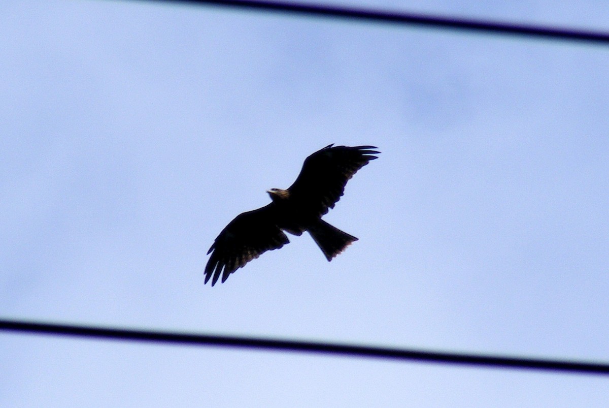 Black Kite - ML609599650