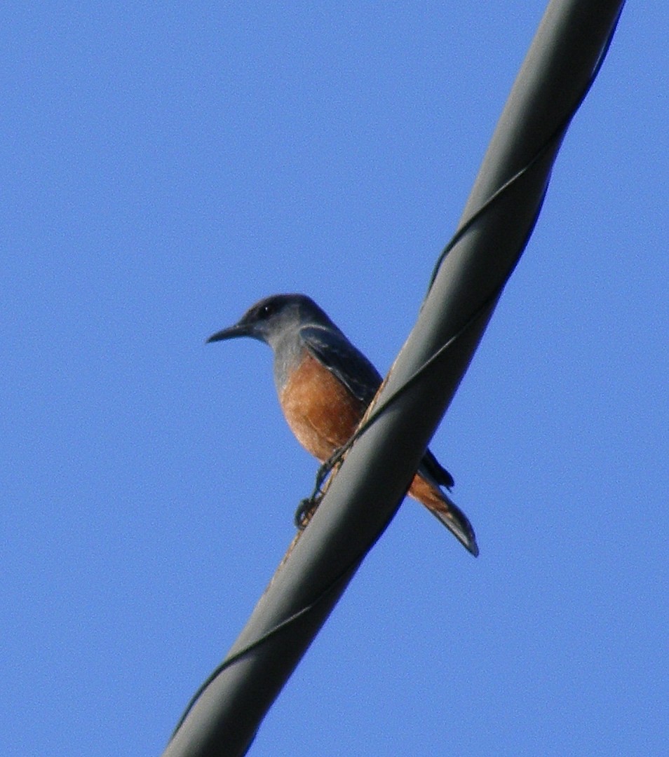 Blue Rock-Thrush - ML609599653