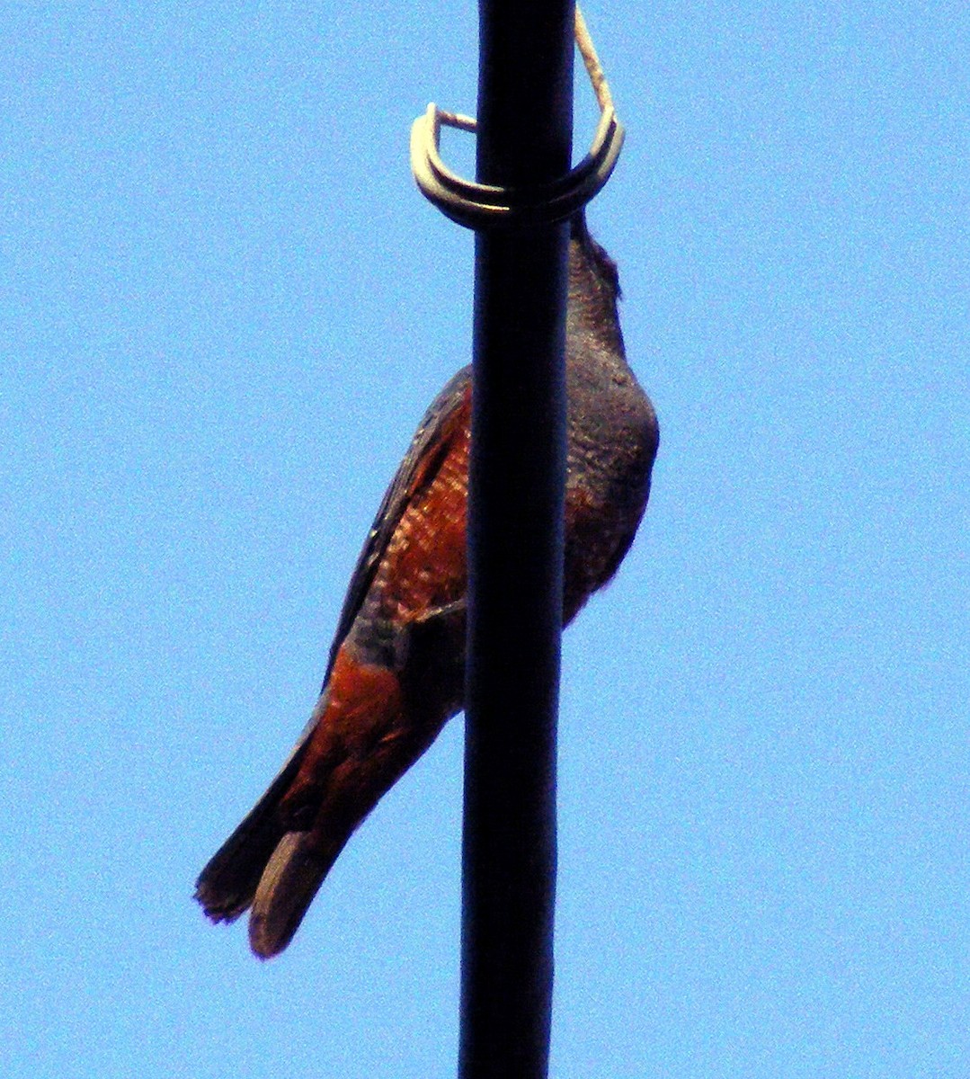 Blue Rock-Thrush - ML609599654
