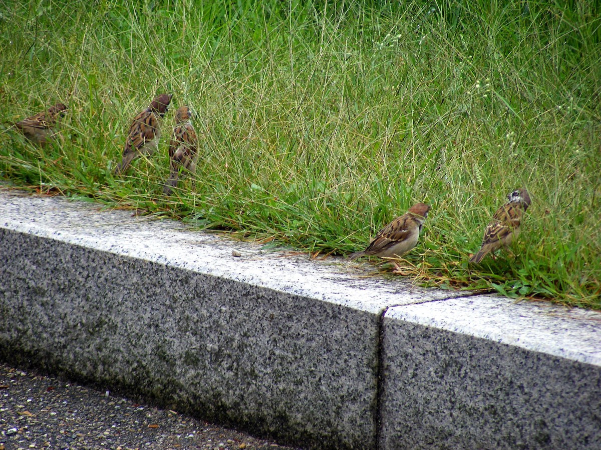 Eurasian Tree Sparrow - ML609599656