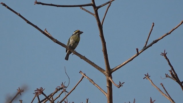 Miombo Barbet - ML609599772