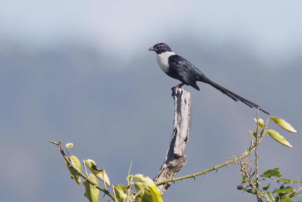 špaček bělokrký - ML609599792