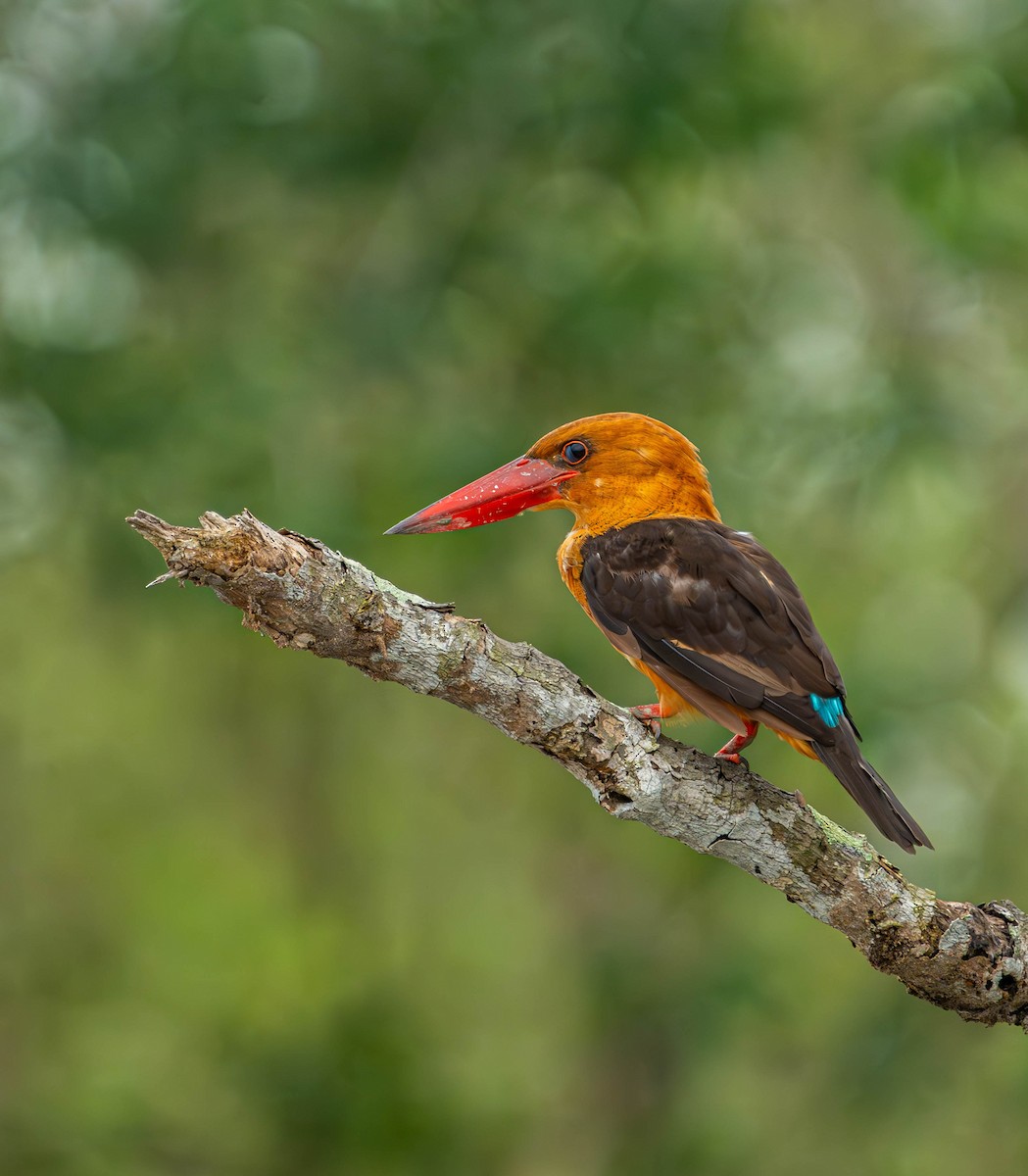 Brown-winged Kingfisher - Akshay Bhandari