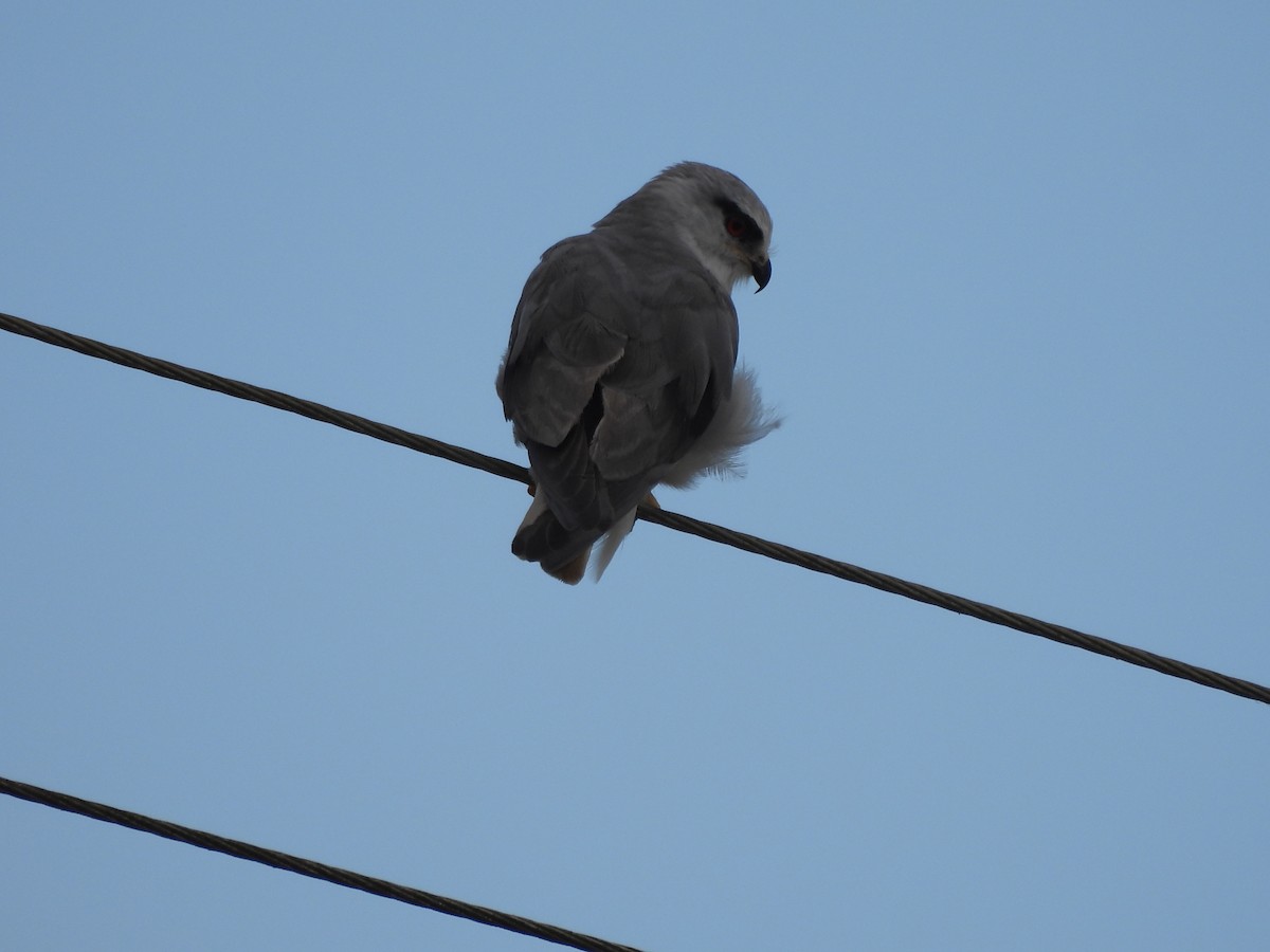 Black-winged Kite - ML609599933