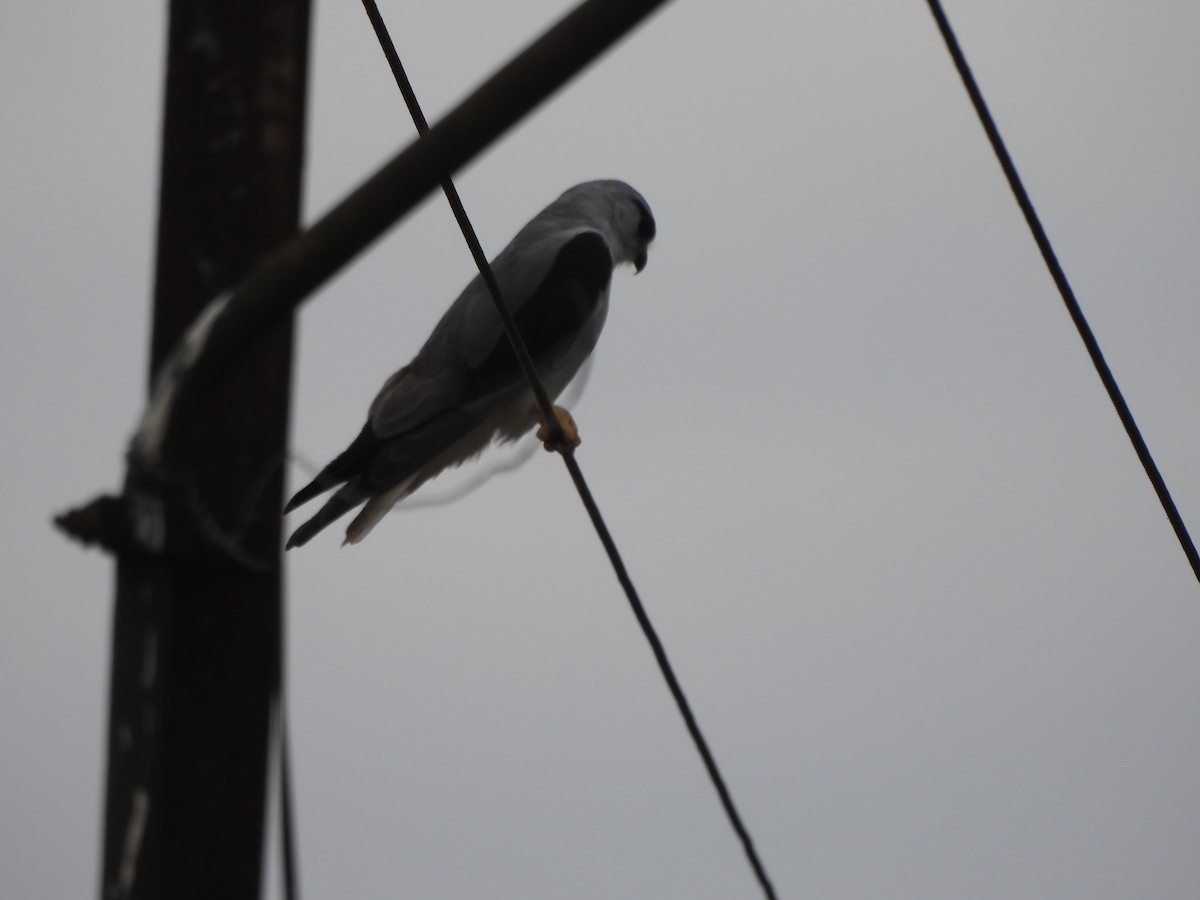 Black-winged Kite - ML609599937