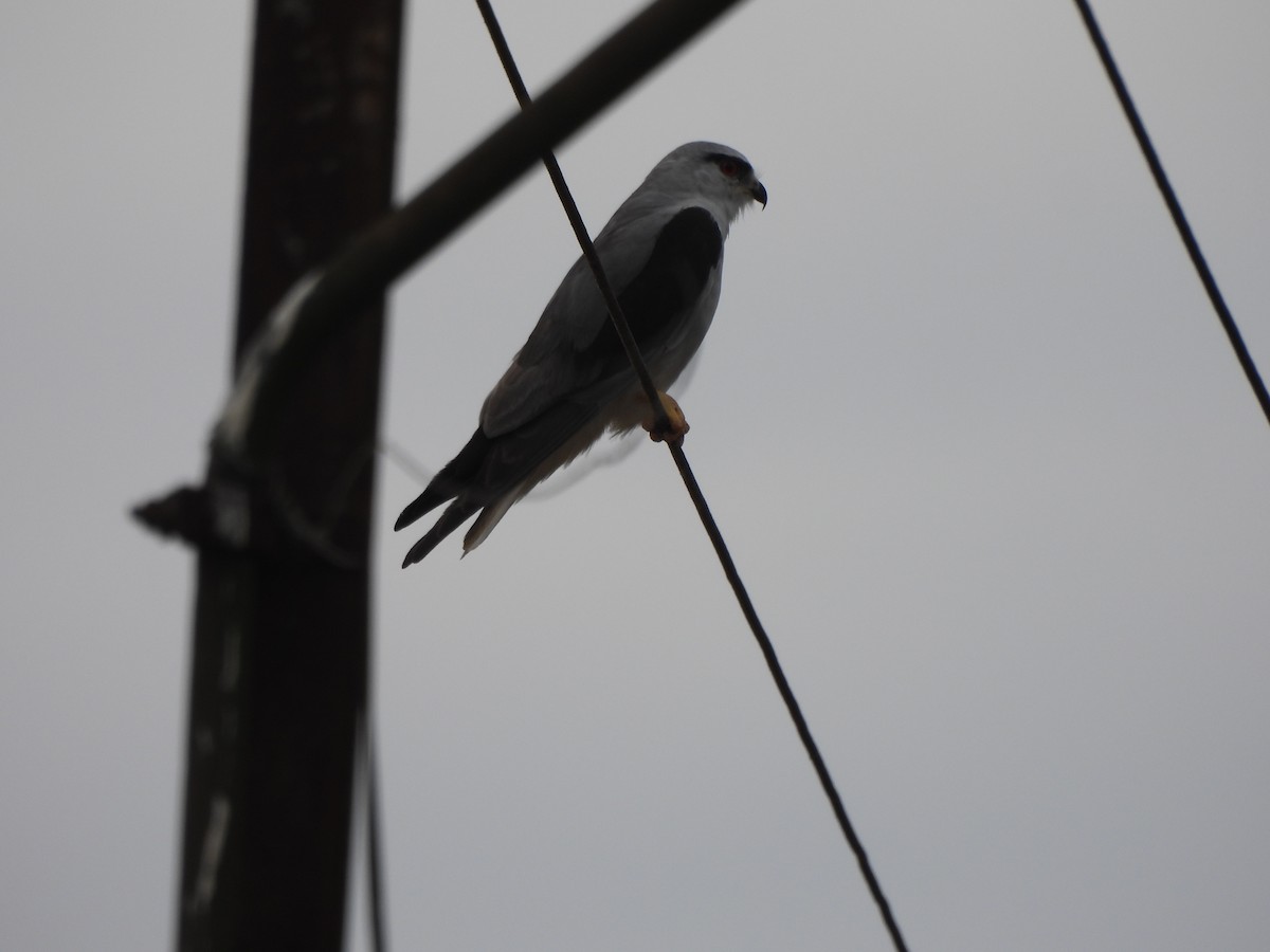 Black-winged Kite - ML609599938