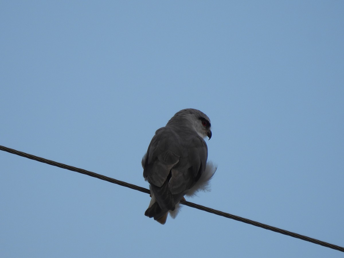 Black-winged Kite - ML609599940