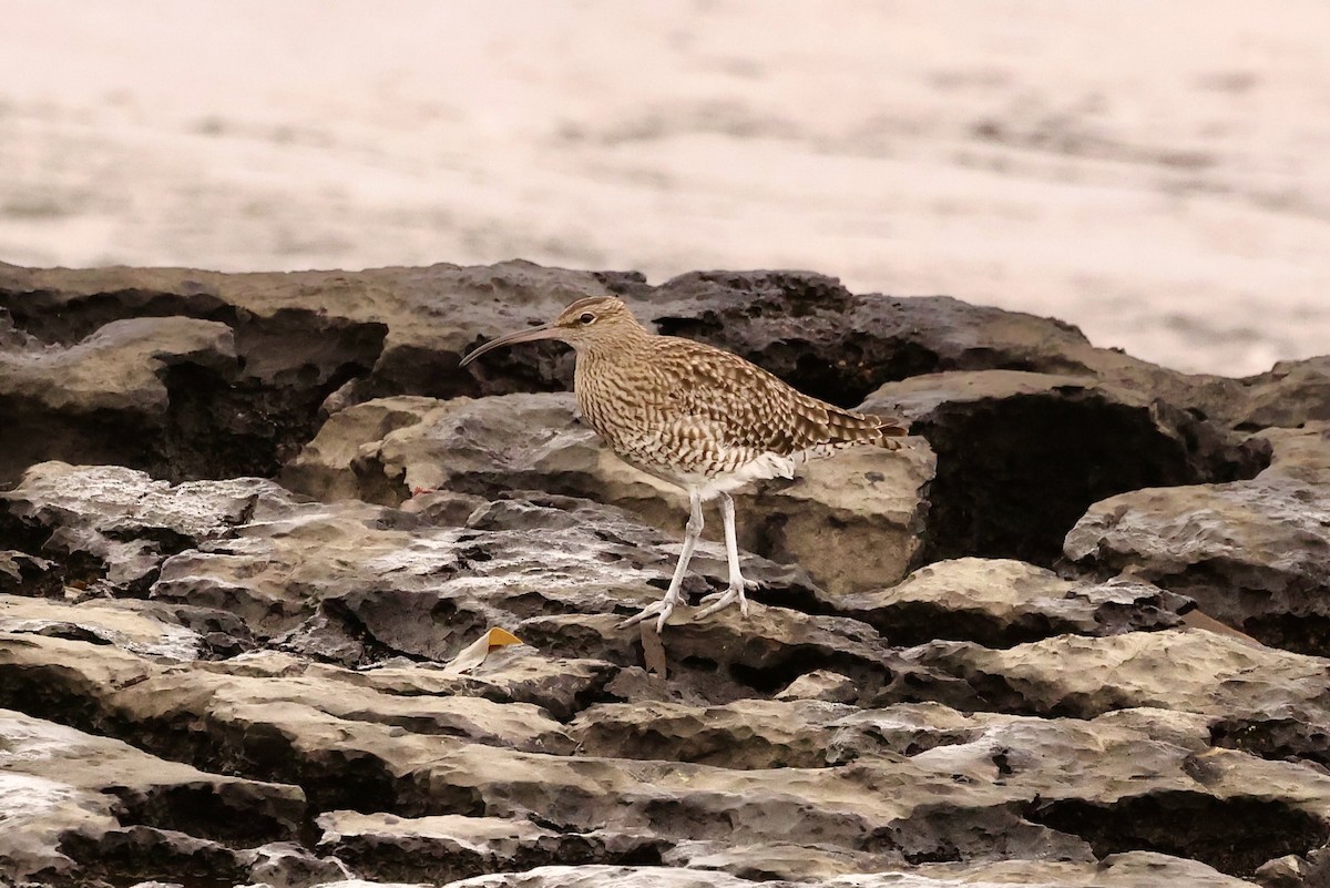 Whimbrel - ML609599956