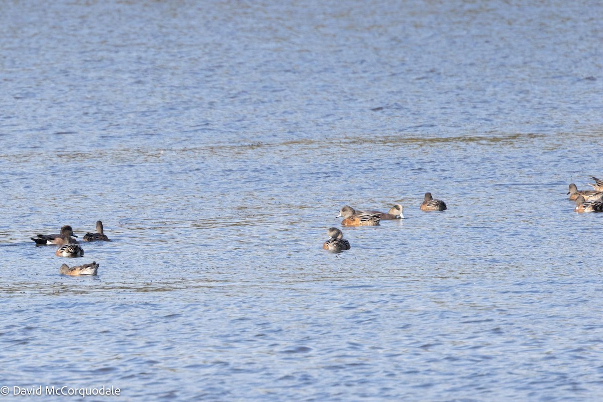 American Wigeon - ML609599990