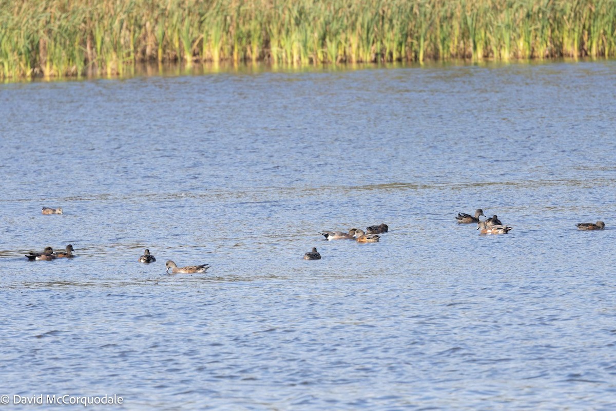 American Wigeon - David McCorquodale