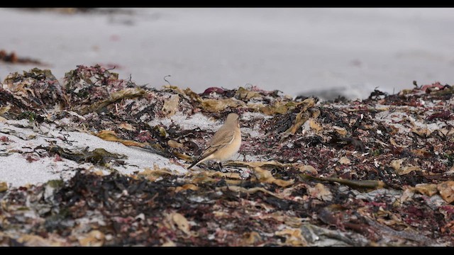 Кам’янка звичайна (підвид leucorhoa) - ML609600015