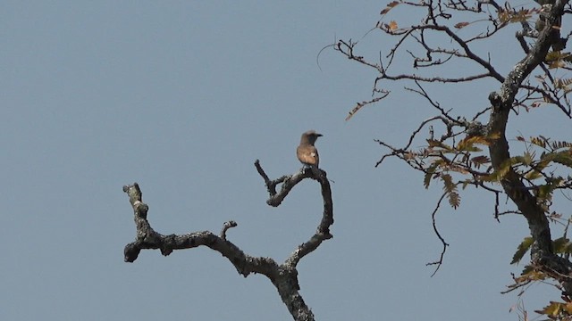 Racket-tailed Roller - ML609600022