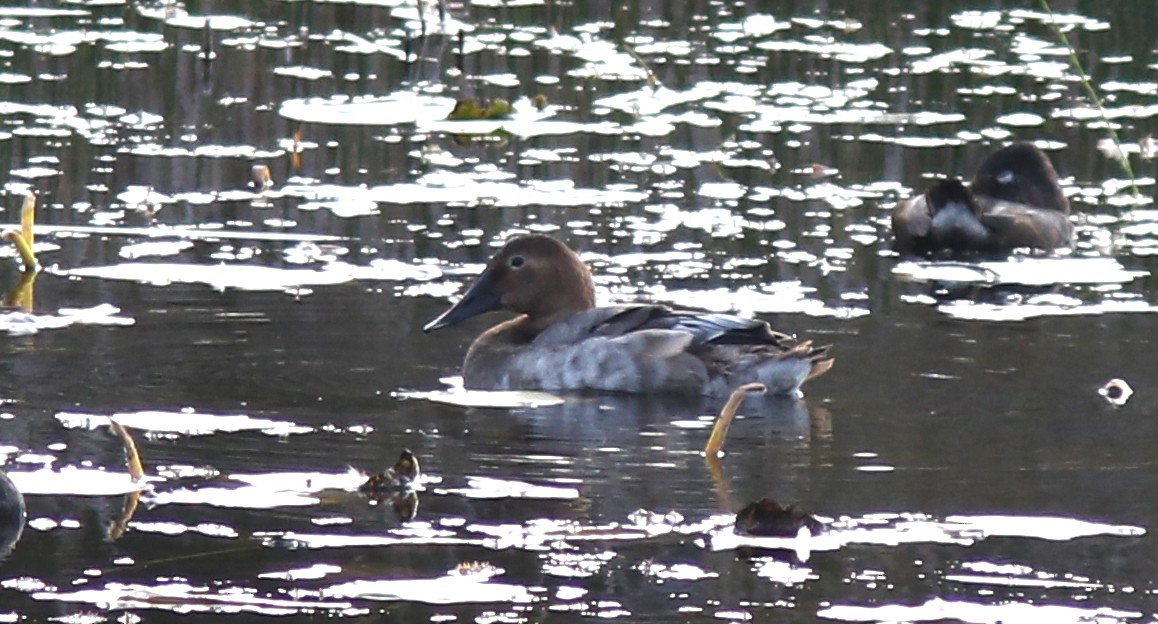 Canvasback - ML609600034