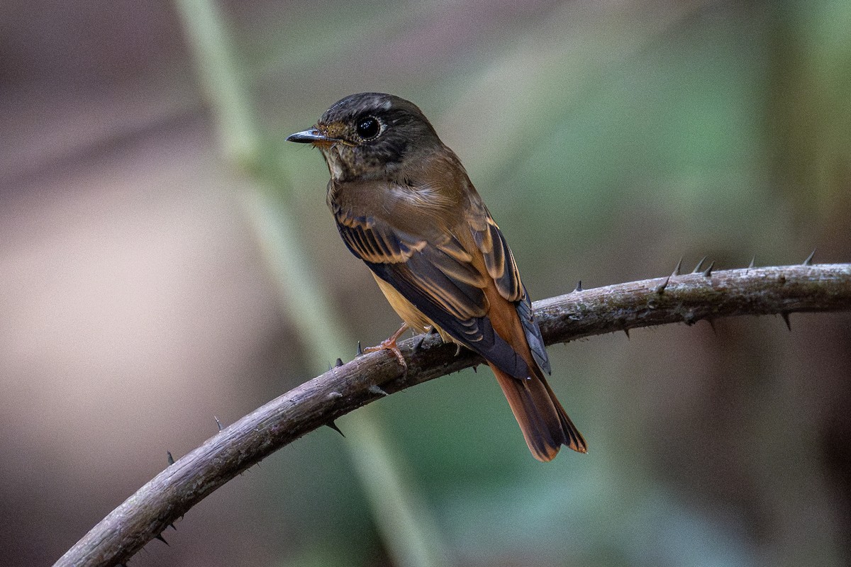 Ferruginous Flycatcher - ML609600056