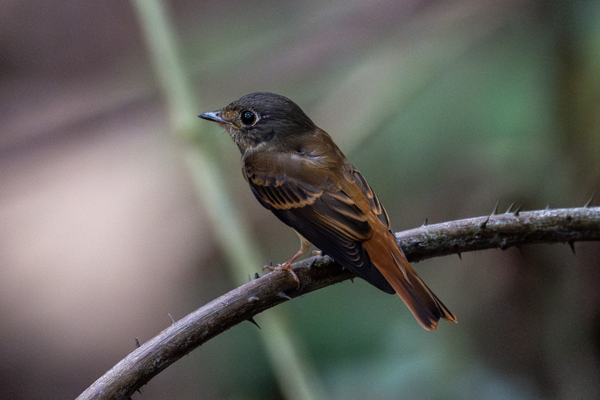 Ferruginous Flycatcher - ML609600059