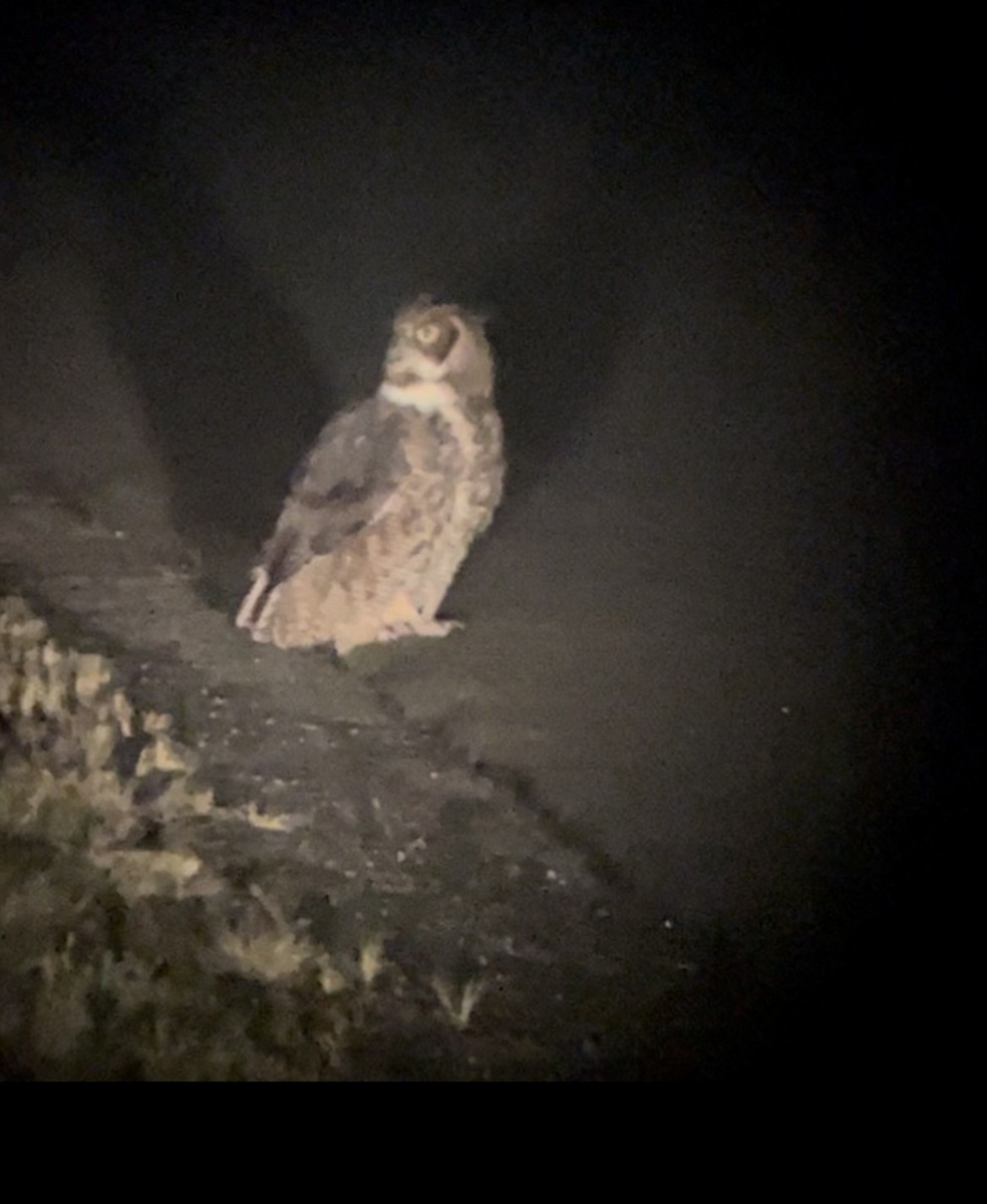 Great Horned Owl - ML609600223