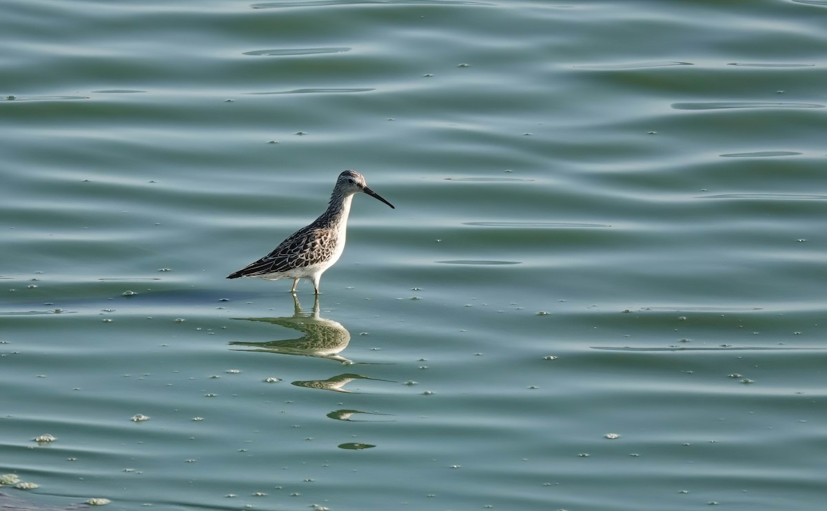 Stilt Sandpiper - ML609600289