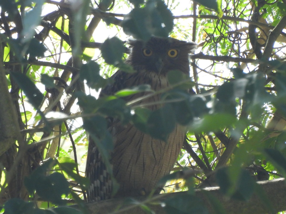 Brown Fish-Owl - Endre Kovacs