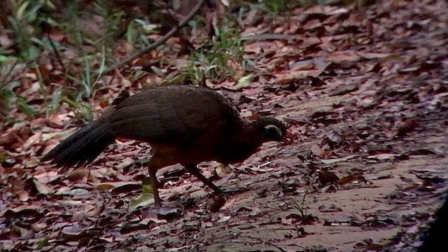 Nocturnal Curassow - ML609600332