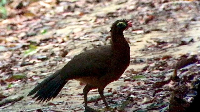 Nocturnal Curassow - ML609600333