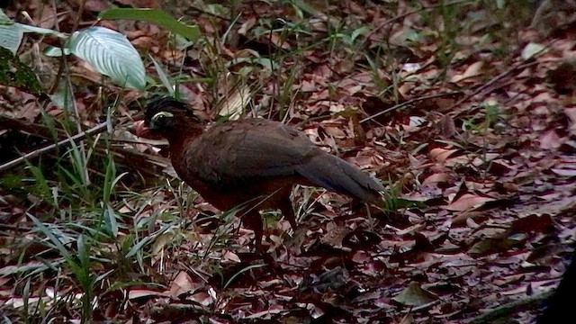 Nocturnal Curassow - ML609600334