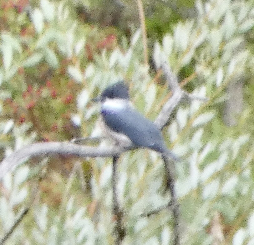 Belted Kingfisher - ML609600370