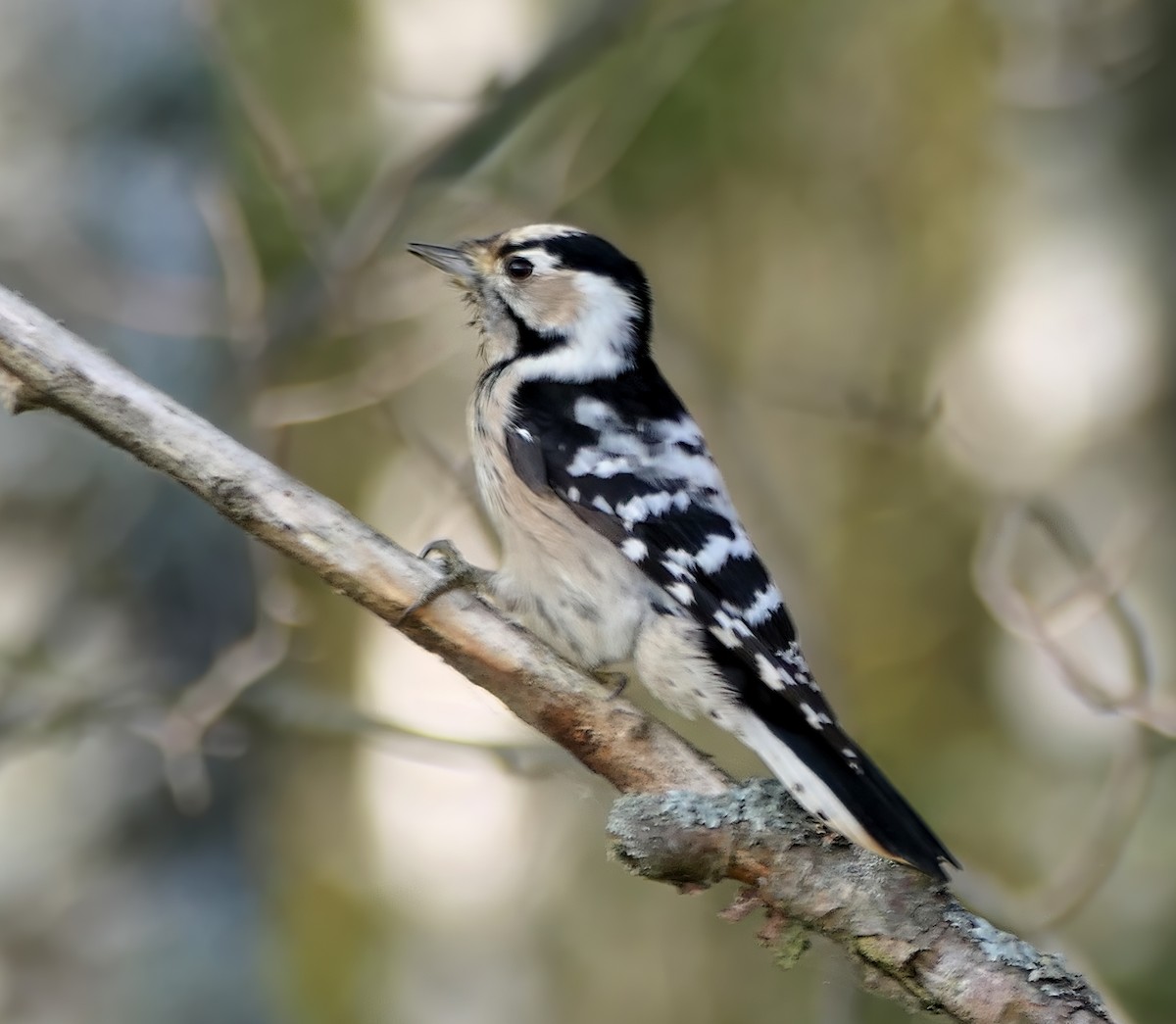 Lesser Spotted Woodpecker - Dmitrii Konov