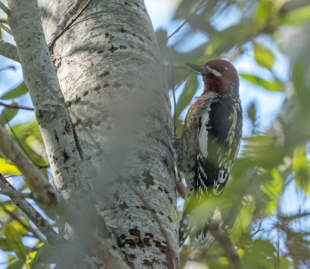 Red-breasted Sapsucker - ML609600596
