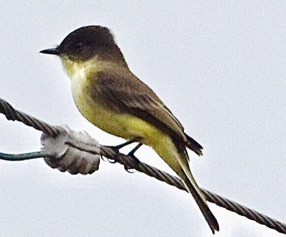 Eastern Phoebe - ML609600823