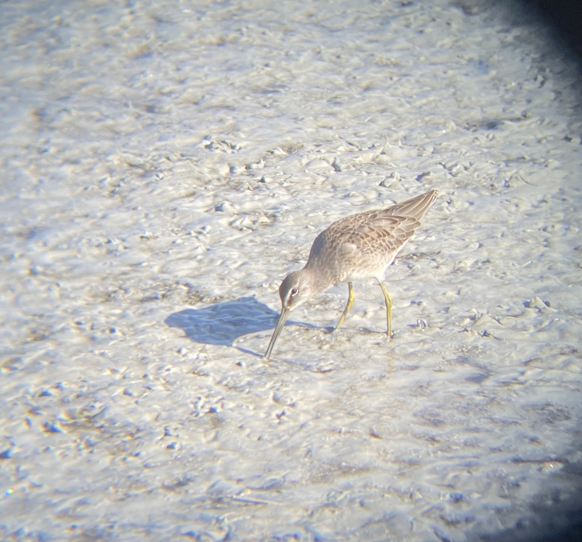 Long-billed Dowitcher - Darío Gijón Martínez