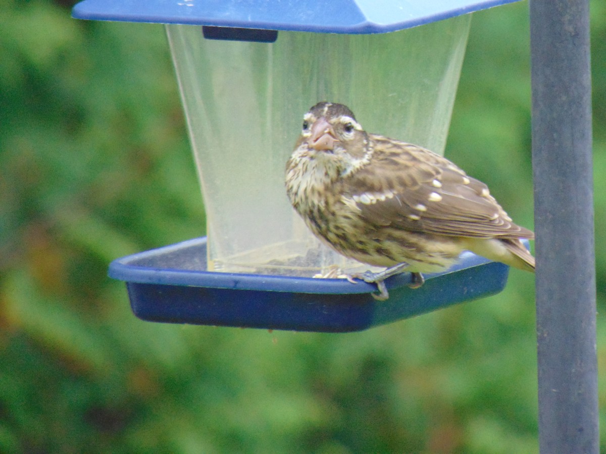 Rose-breasted Grosbeak - ML609600980