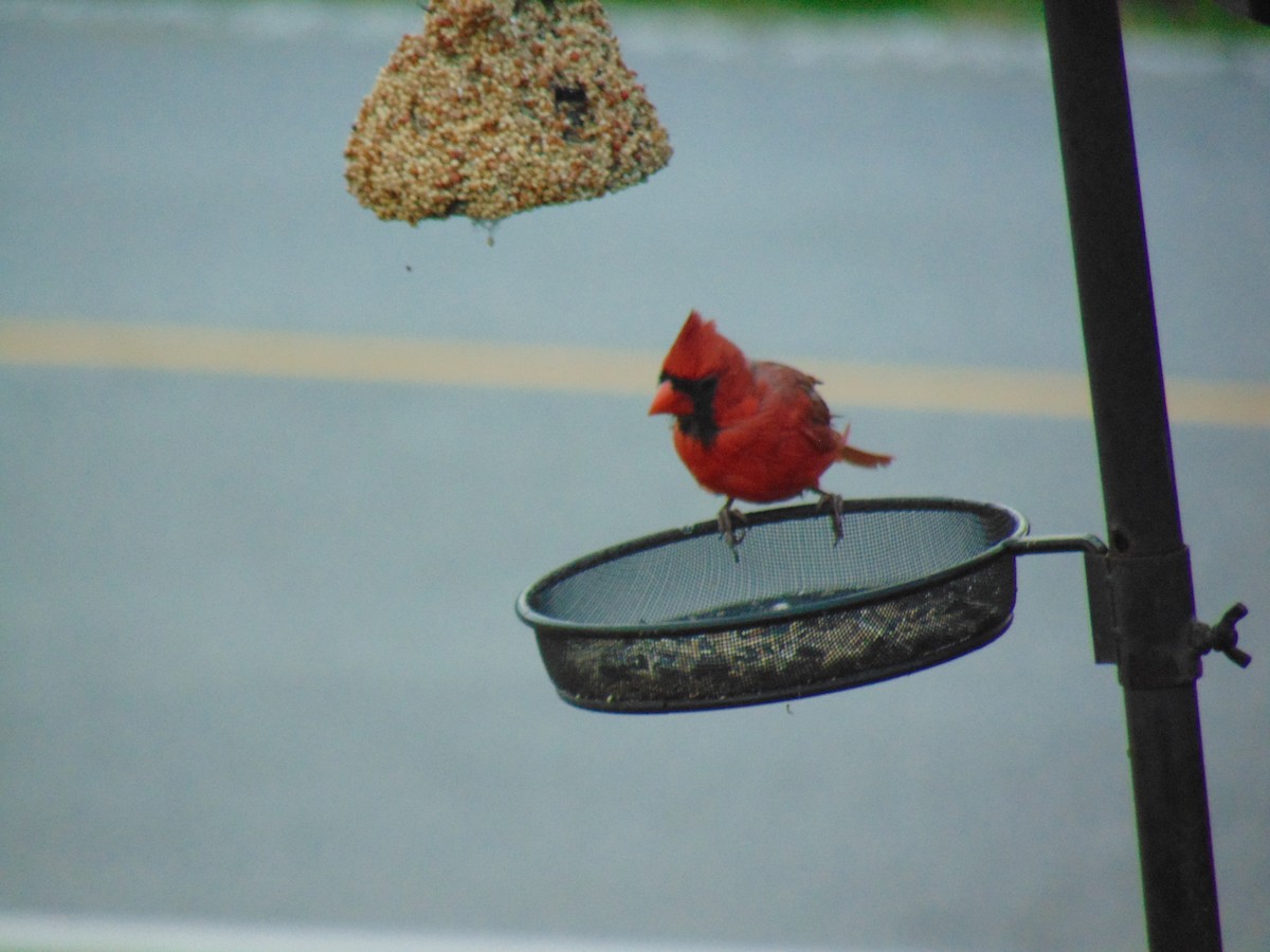 Northern Cardinal - ML609601042