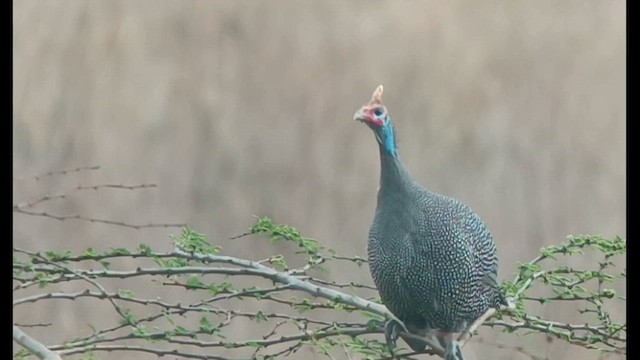 Helmeted Guineafowl - ML609601078