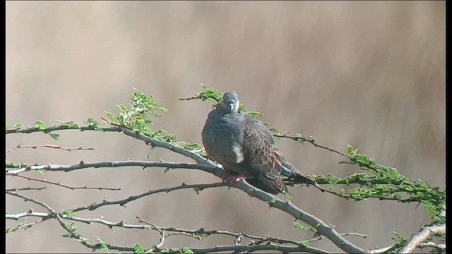 Dusky Turtle-Dove - ML609601090