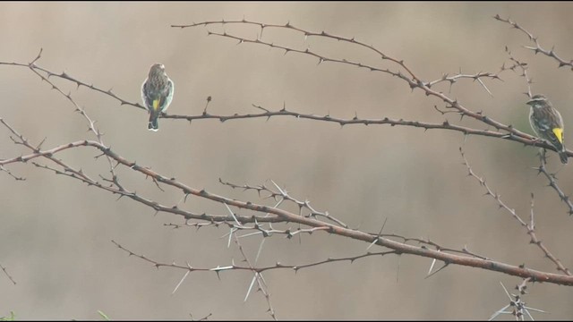 Serin de Reichenow - ML609601109