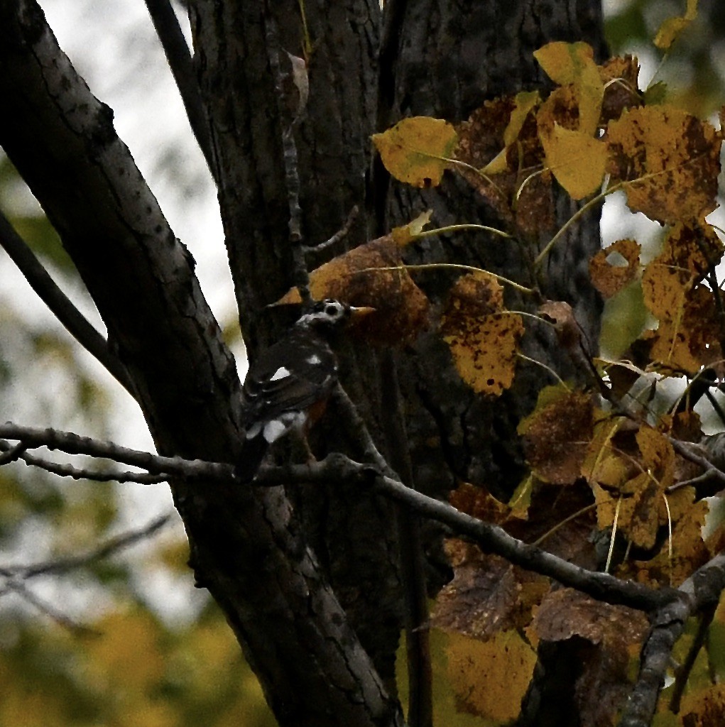 American Robin - ML609601167