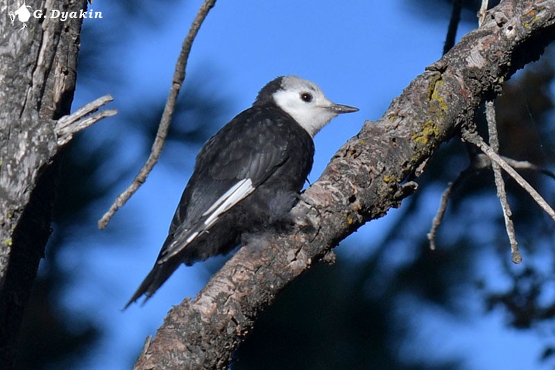 White-headed Woodpecker - ML609601168