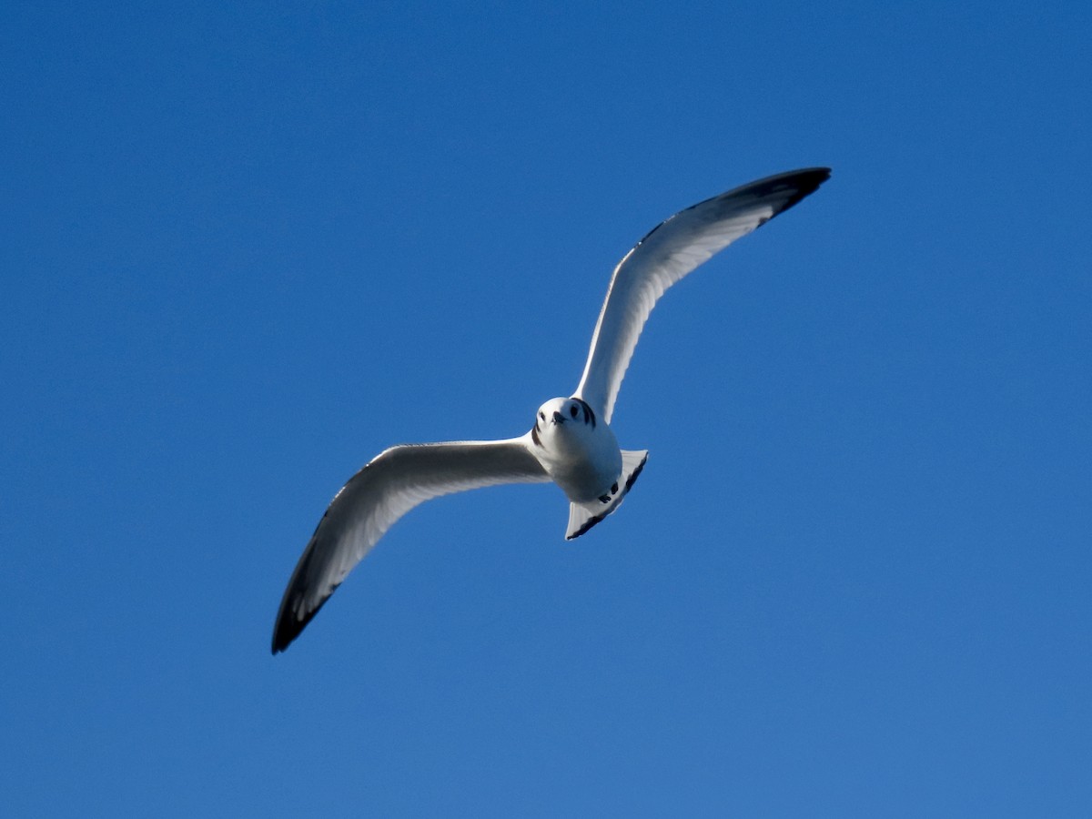 Black-legged Kittiwake - ML609601243