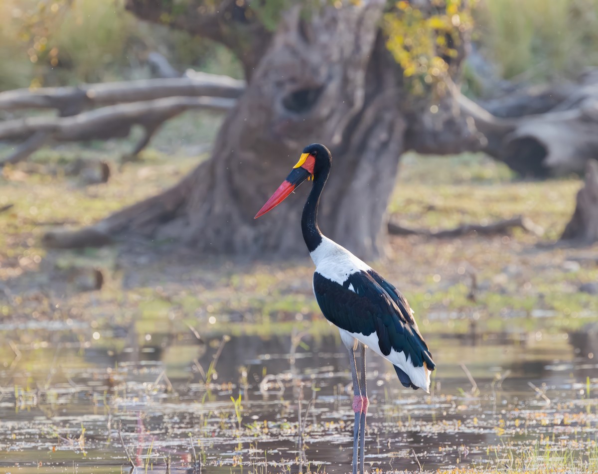 Saddle-billed Stork - ML609601292