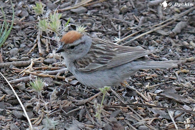Chipping Sparrow - ML609601315