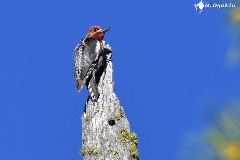 Red-breasted Sapsucker - ML609601318