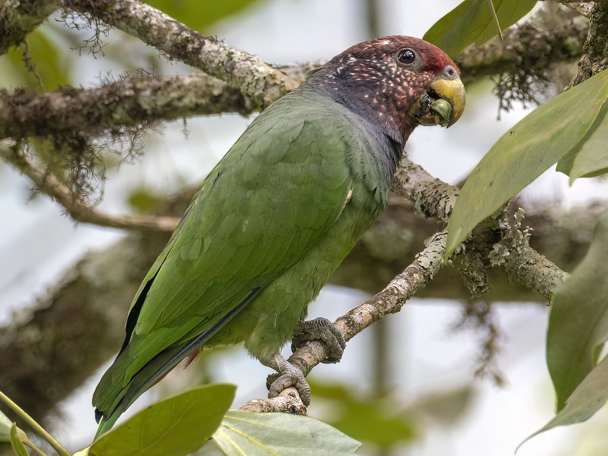 Loro Carijaspeado