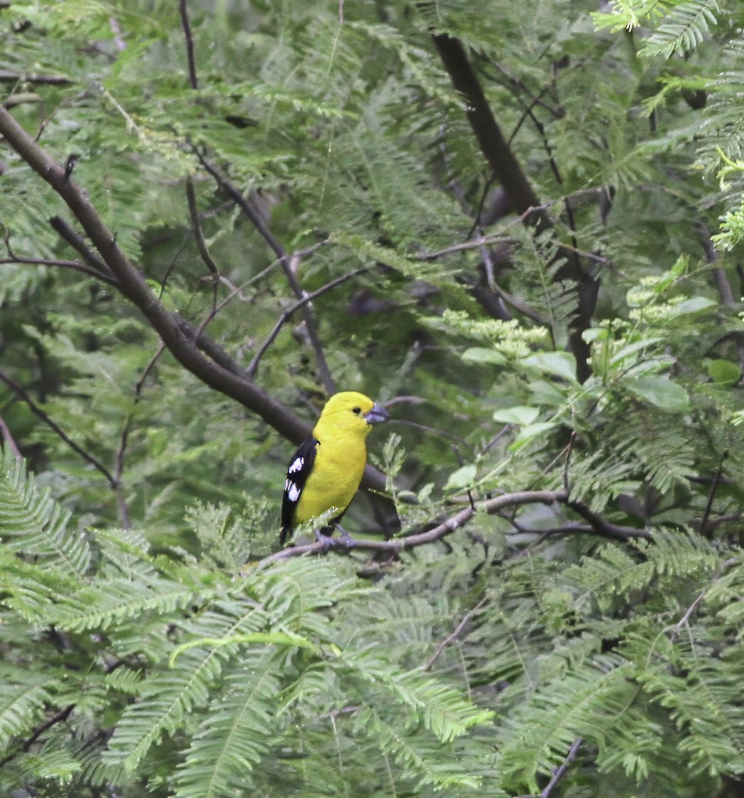 Golden Grosbeak - ML609601380