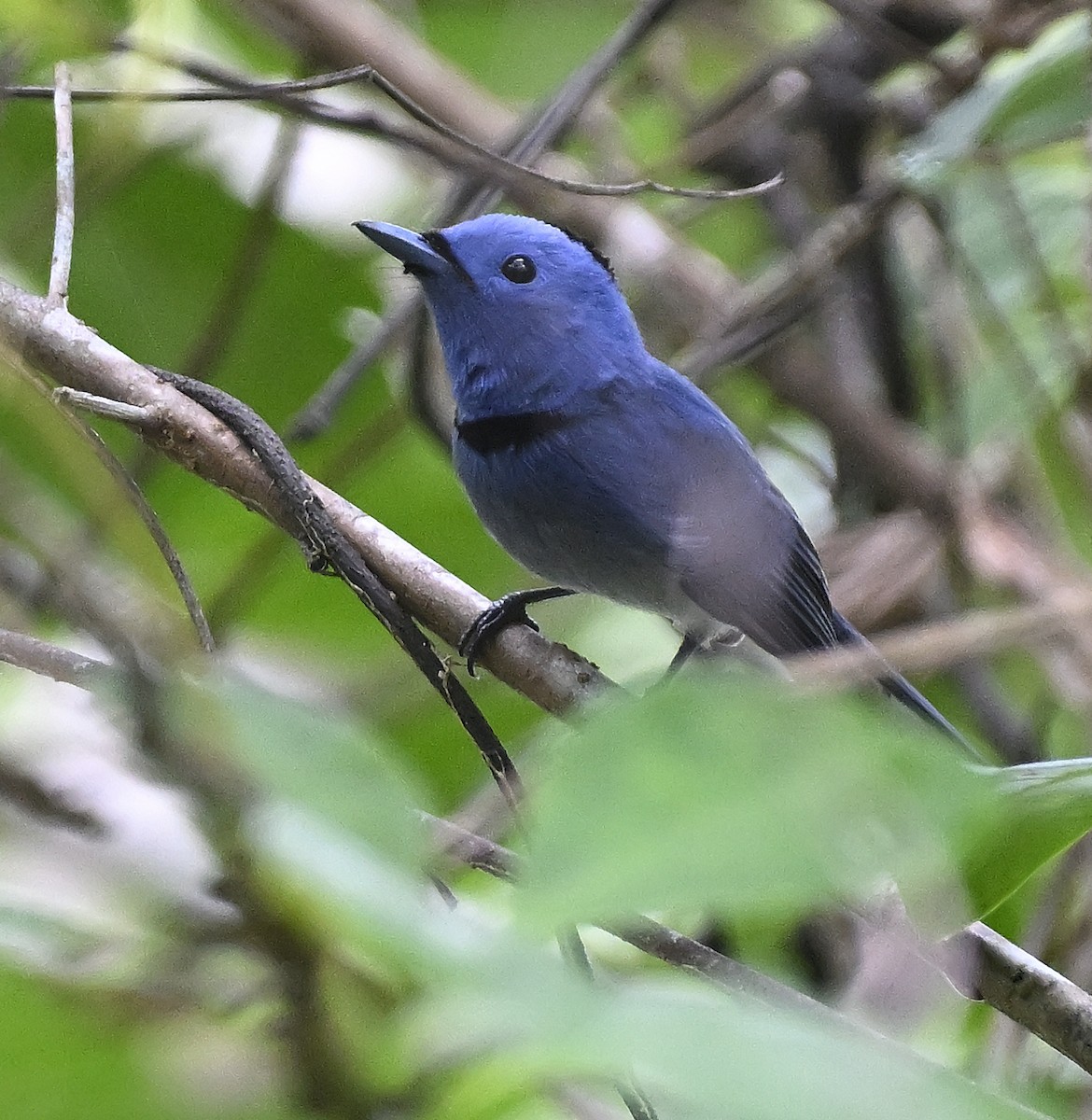 Black-naped Monarch - ML609601396