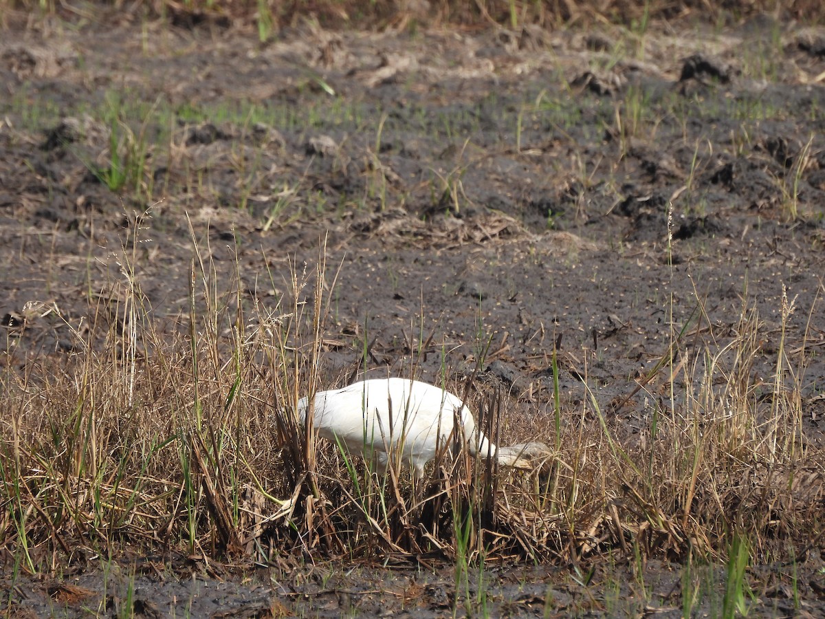 Black-headed Ibis - ML609601401