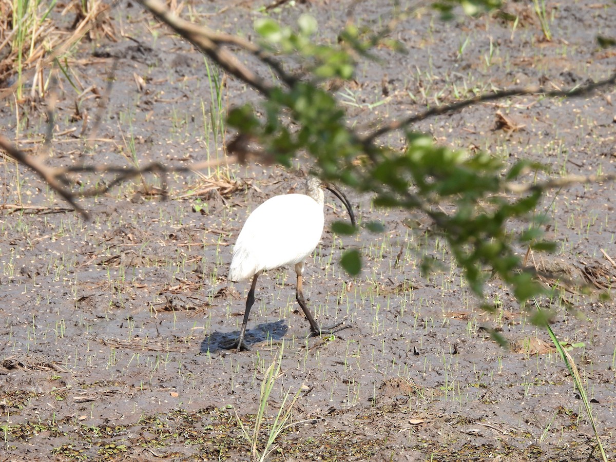 Ibis à tête noire - ML609601404