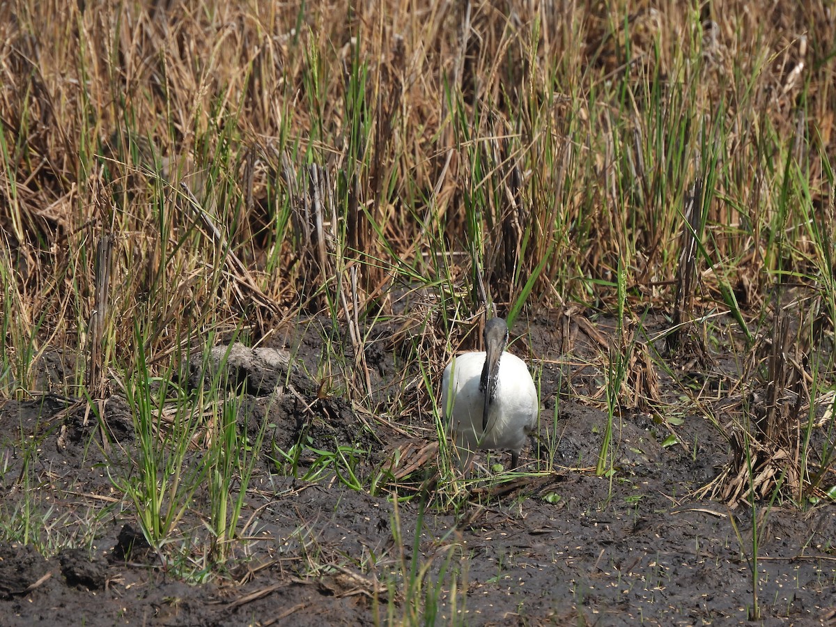 ibis černohlavý - ML609601406