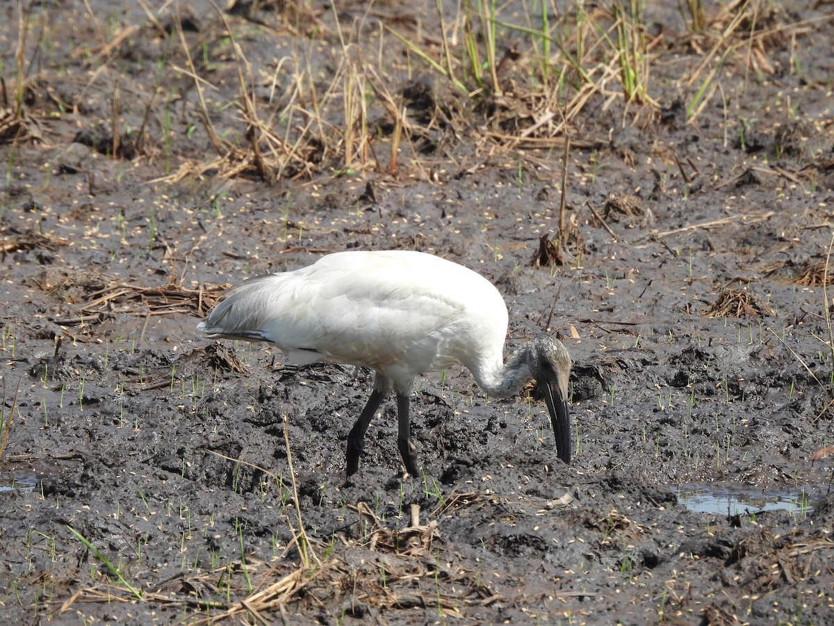 Ibis à tête noire - ML609601407