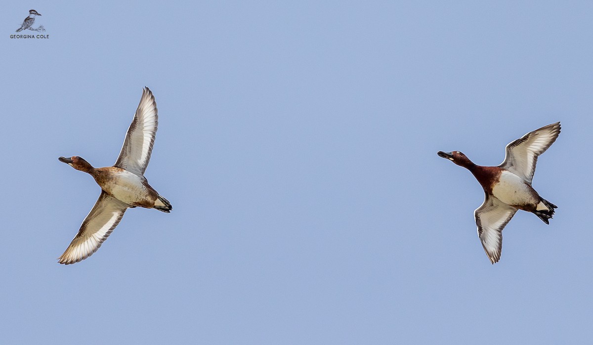 Ferruginous Duck - ML609601426